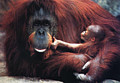 Pianeta Animali